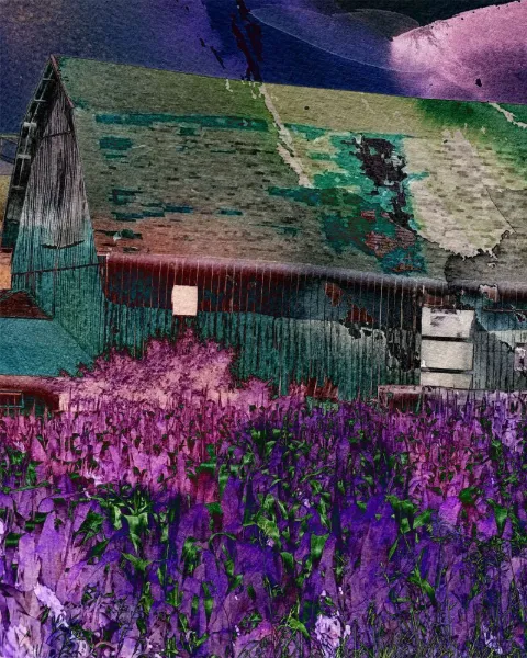 An old wooden barn behind a wave of violet flowers