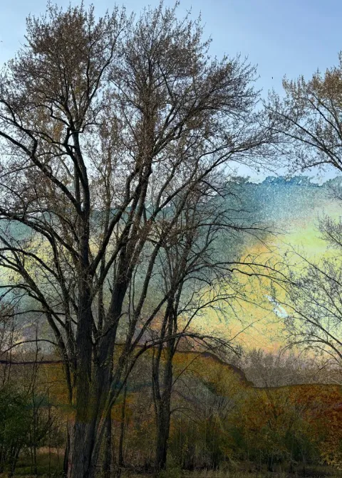 A tall bare tree at dawn against a soft blue and gold sky
