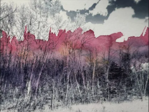 Bare trees and grasses below a rose-pink cloudbank