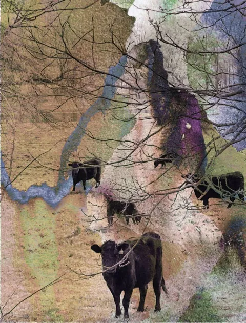 Black cattle grazing on a pale map-like ground