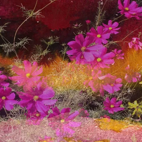 A field of magenta cosmos flowers against a deep crimson ground