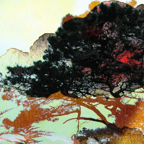 A dark spreading tree with red and orange leaves against a pale mint sky
