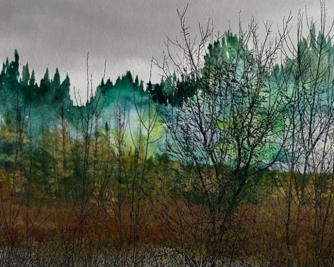 Dark green pines and bare trees beneath a gray sky